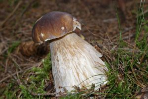 porcini mushroom calabria