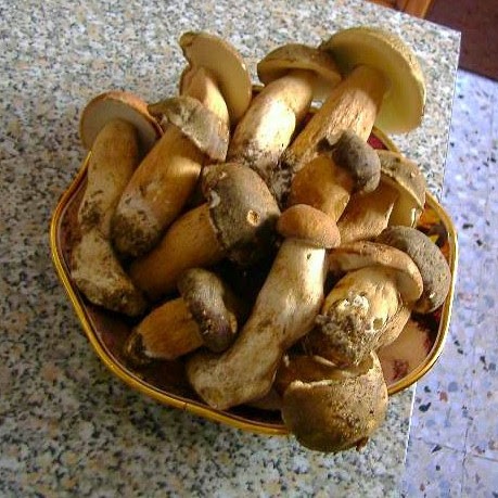 porcini mushrooms calabria